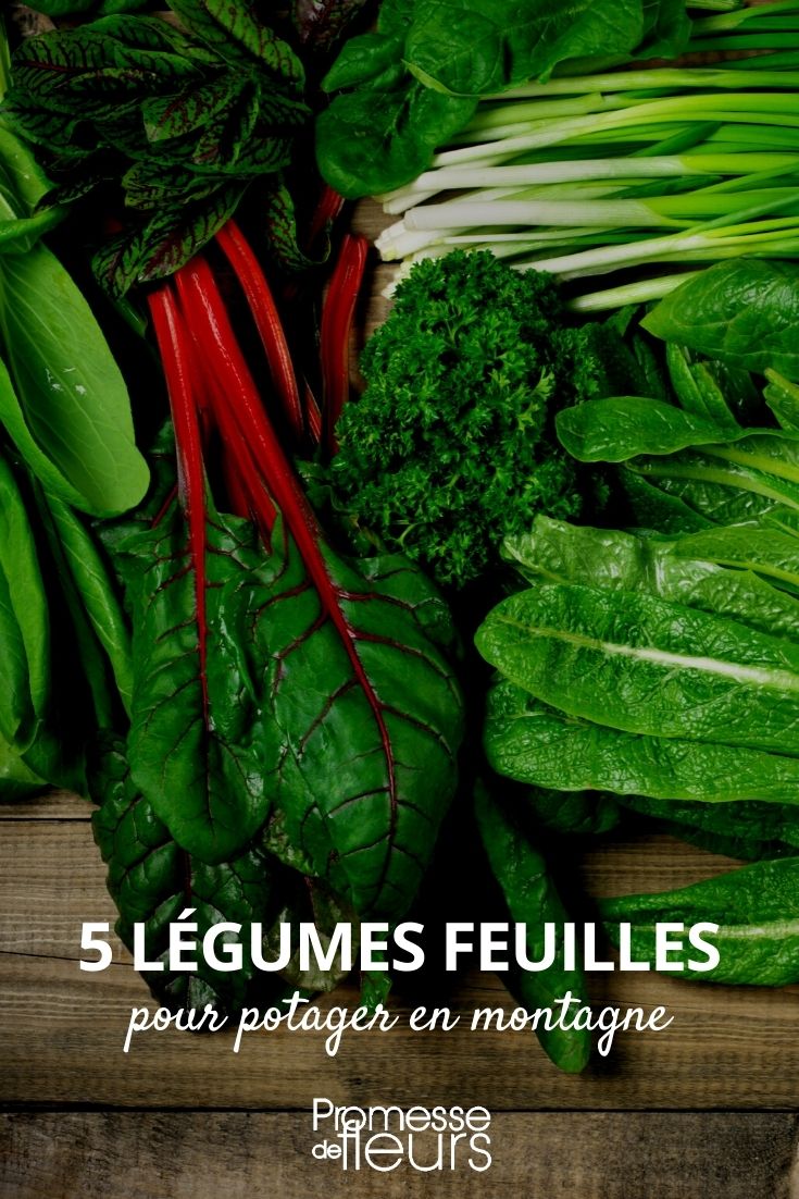5 Leaf Vegetables for Mountain Gardens Mountain Garden Leaf Vegetables