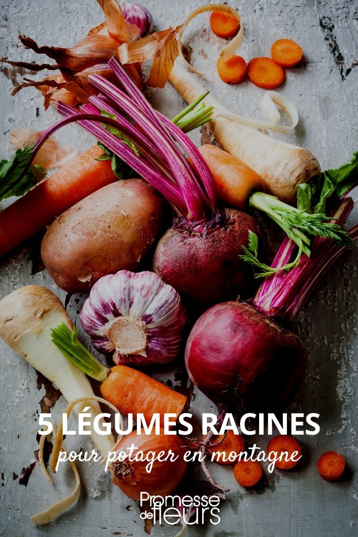 5 Root Vegetables for a Mountain Garden (1) Root Vegetables for Mountain Gardens