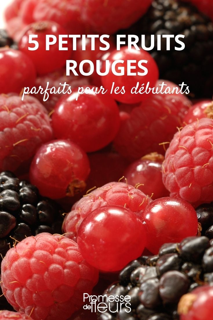 5 small red fruits