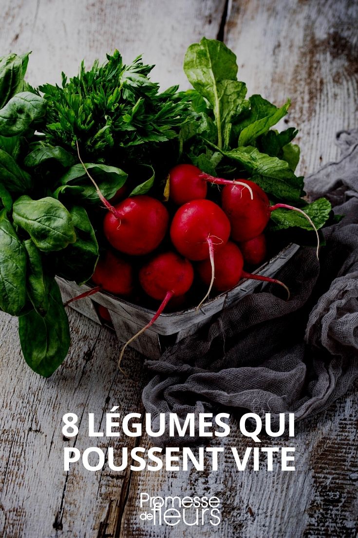 fast-growing vegetables