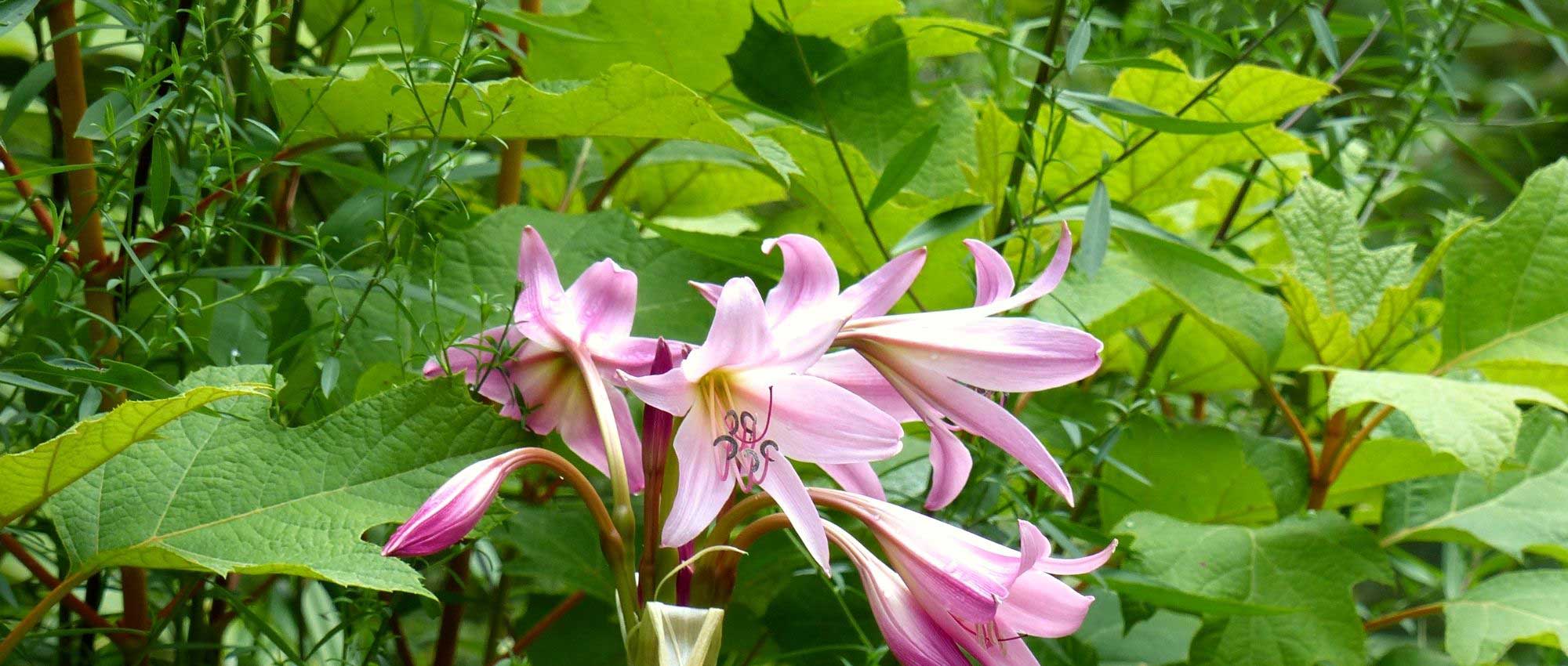 10 bulbous plants with XXL flowers