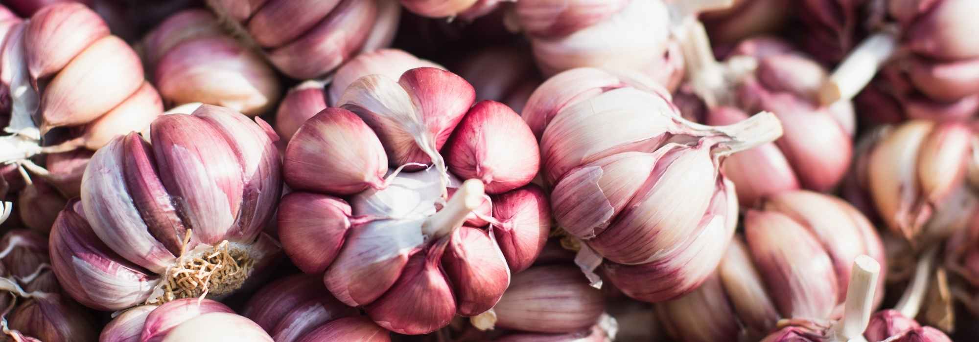 Choosing garlic: buying guide