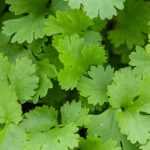 To grow coriander in a pot