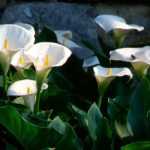 Growing arums in pots