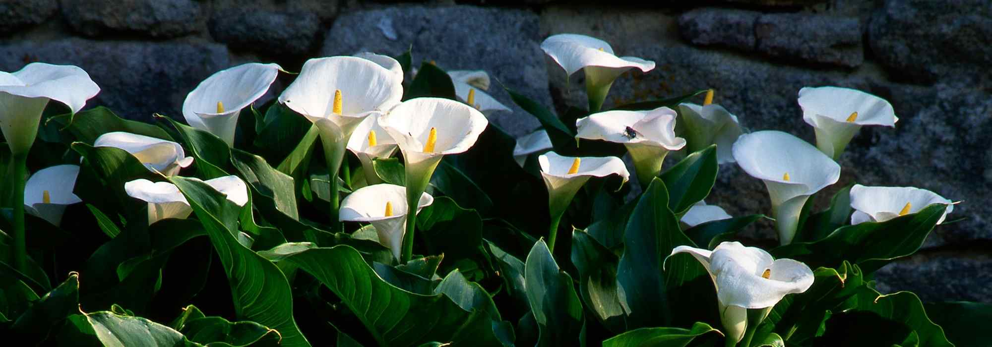 Growing arums in pots