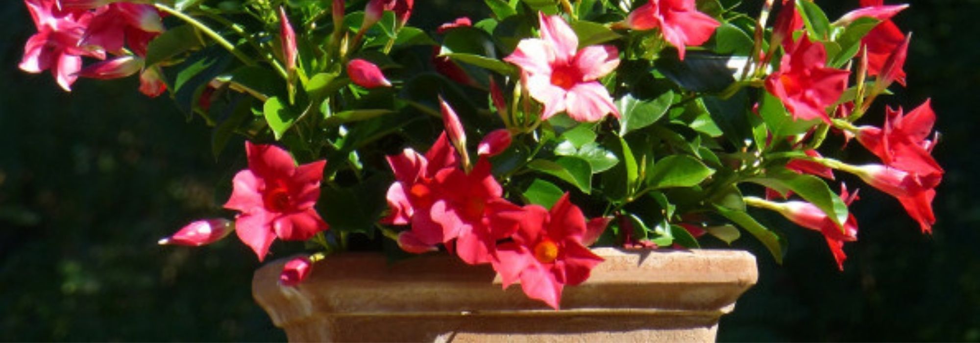 How to grow dipladenia in a pot?