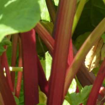 How to make rhubarb leaf spray?