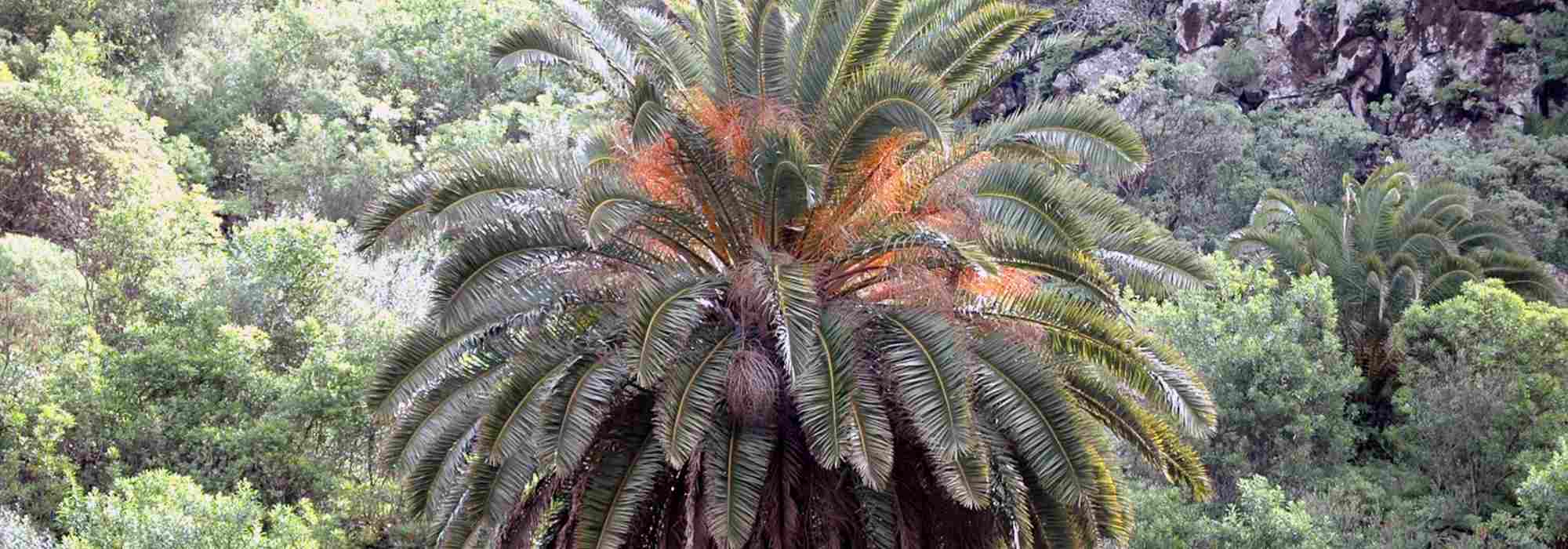 Phoenix: planting, cultivation, maintenance