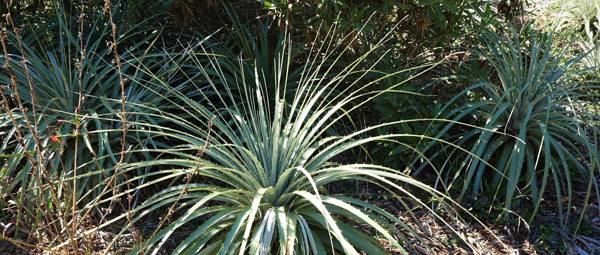Puya: planting, growing, and maintaining