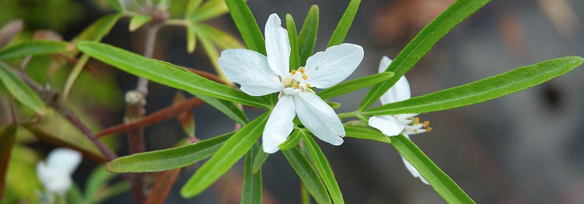 What can be planted on an east-facing terrace?