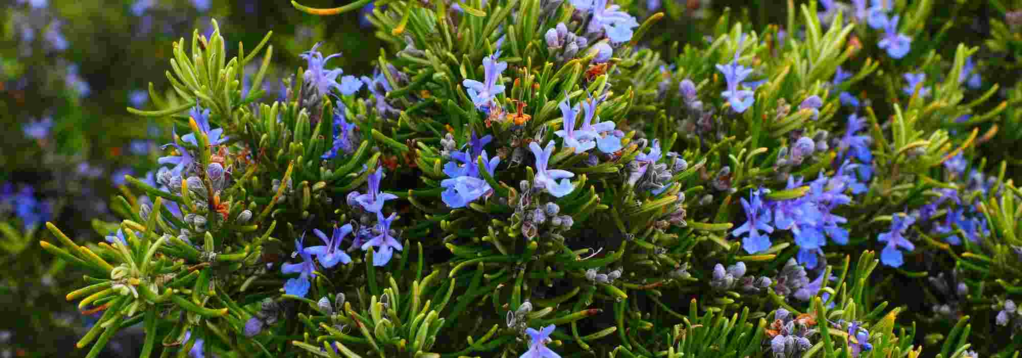 What can be planted on a south-facing terrace?
