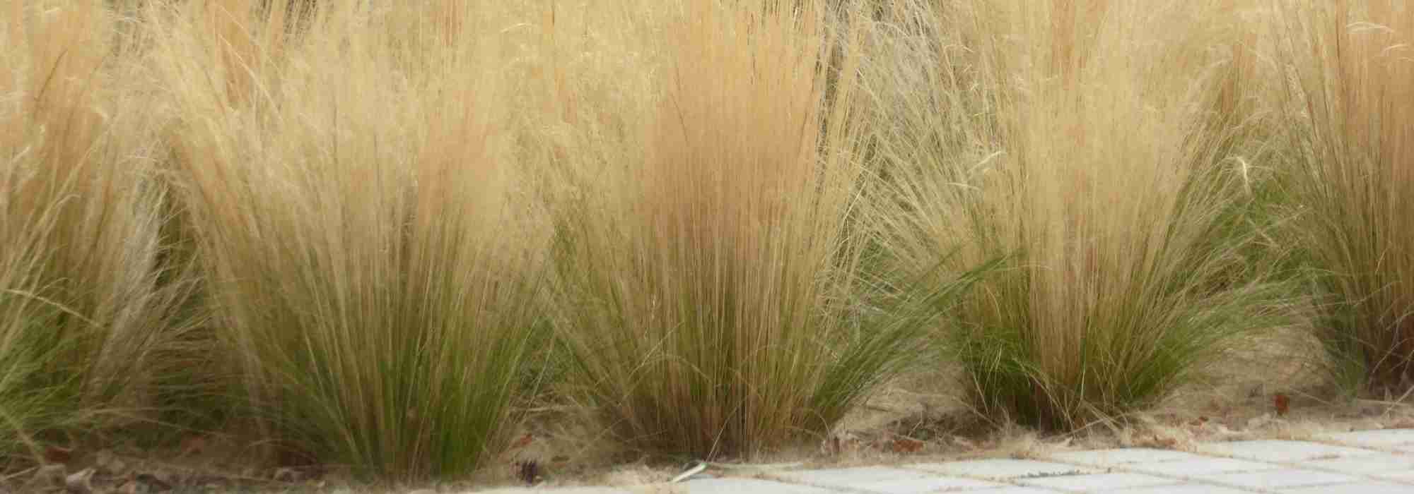 7 ideas for pairing <em>Stipa</em>