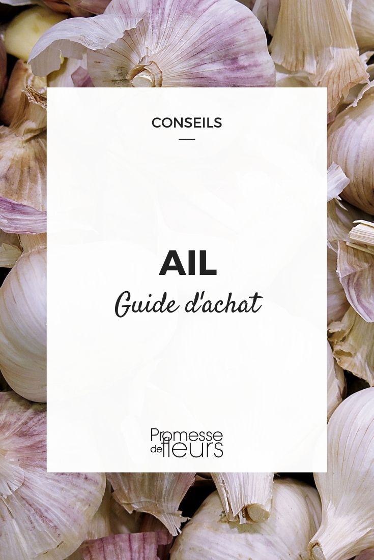 Garlic Buying Guide Garlic Buying Guide