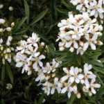 7 ideas for pairing Mexican orange blossom