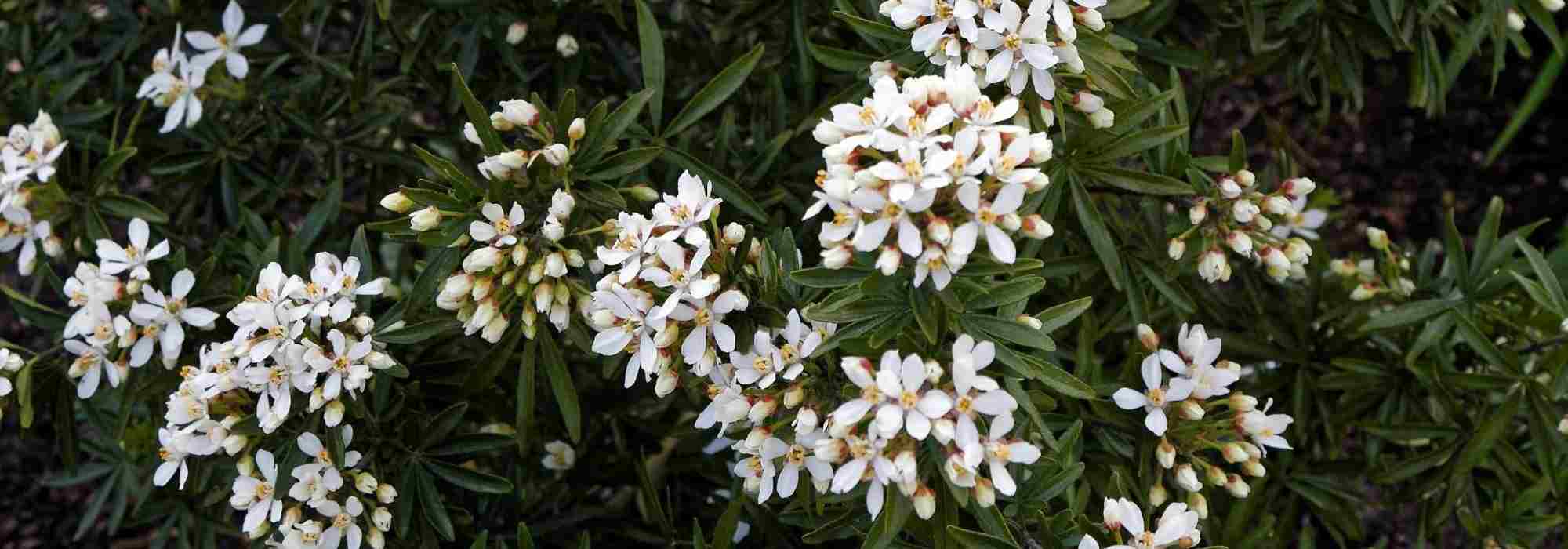 7 ideas for pairing Mexican orange blossom