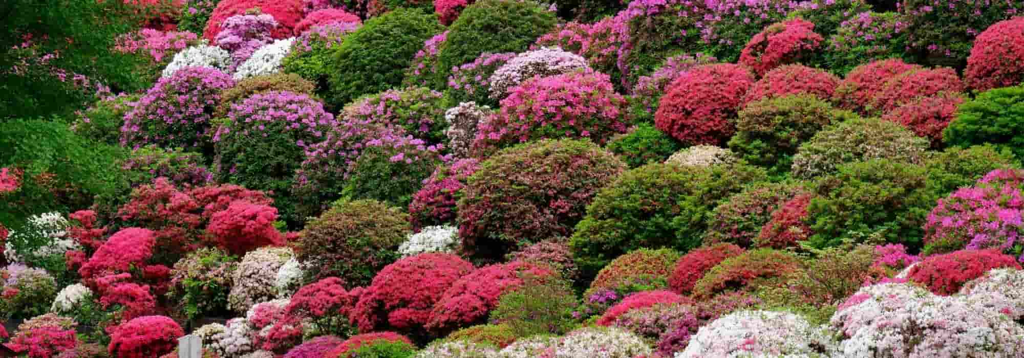Japanese azaleas: best varieties