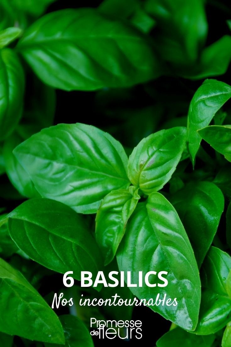basil 6 Essential Basils