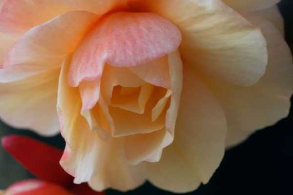 How to take cuttings from tuberous begonias?