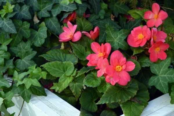 How to force a tuberous begonia?