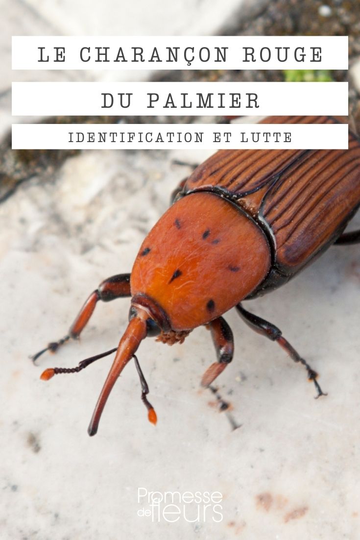 red palm weevil red palm weevil