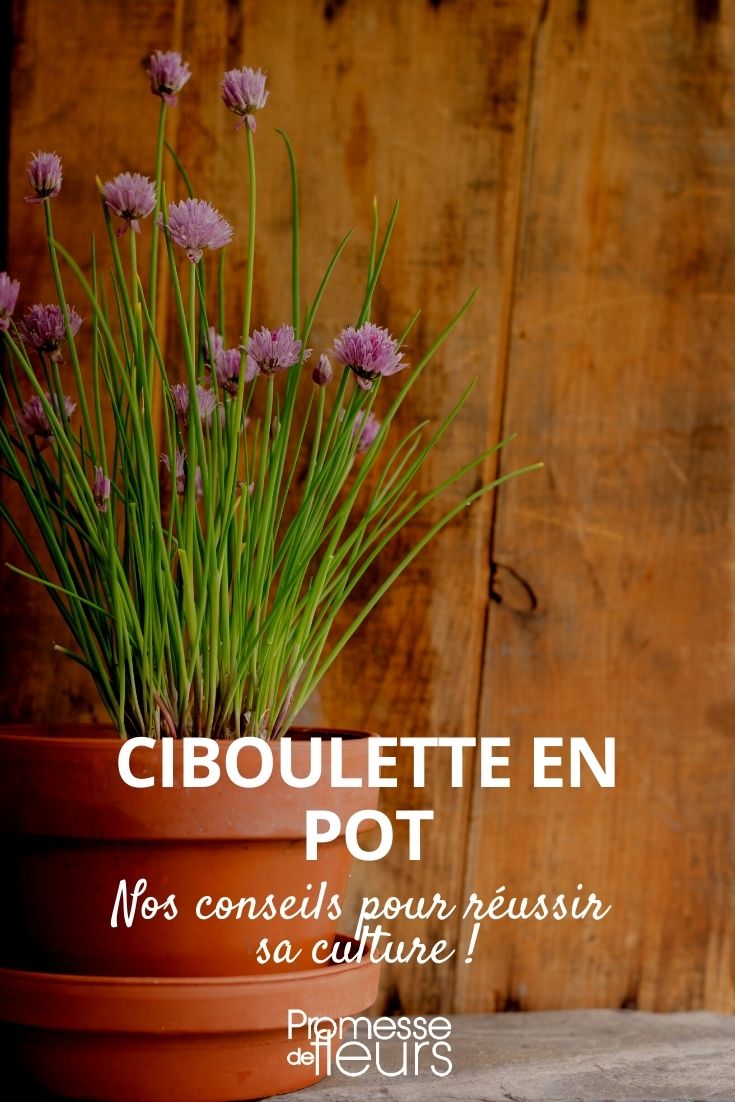 Chives in a Pot chives in a pot