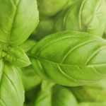 Choosing basil: our buying guide