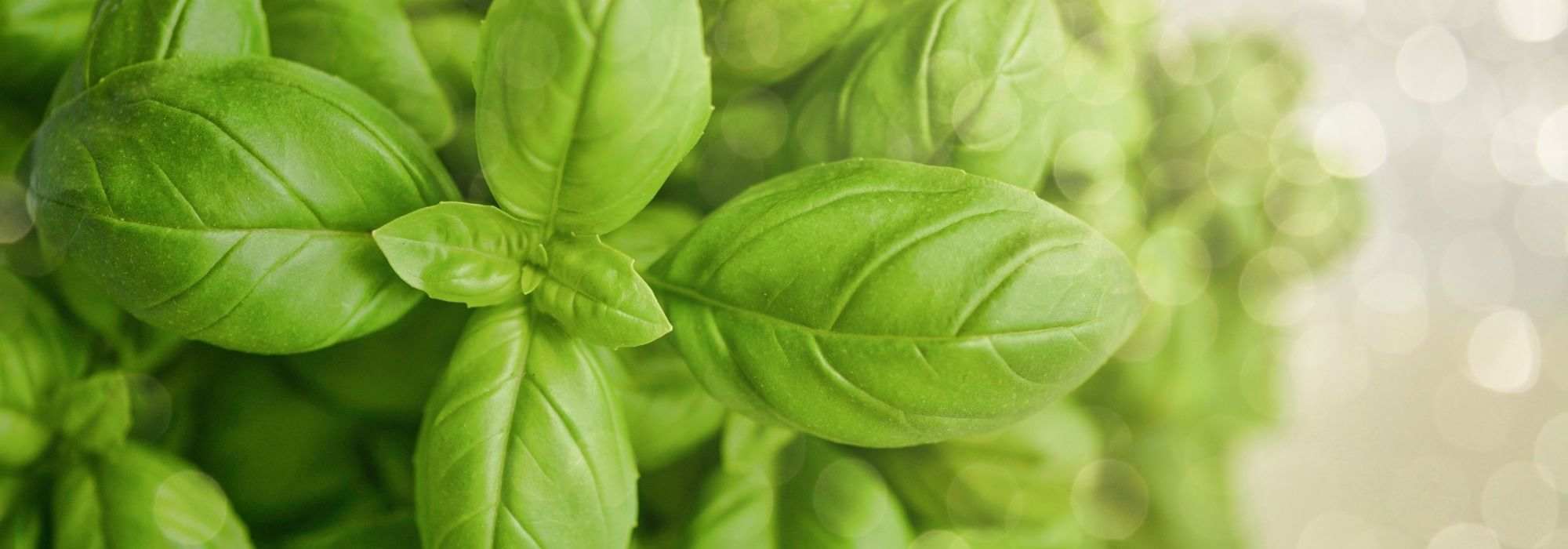 Choosing basil: our buying guide