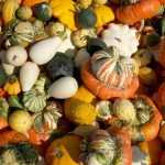 Squashes: buying guide