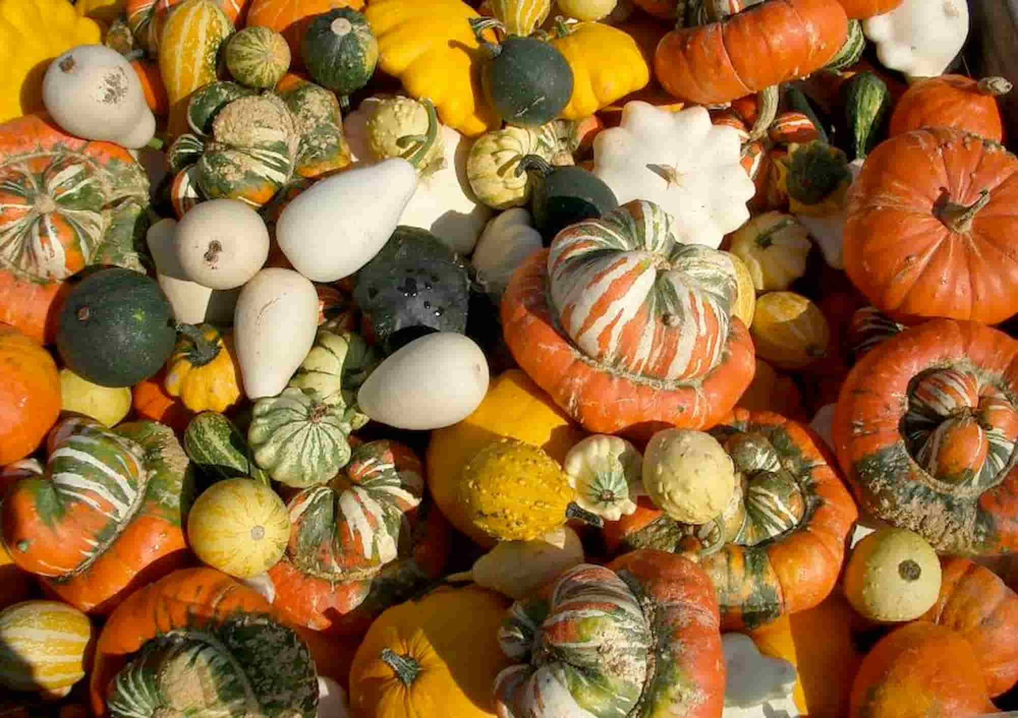 Squashes: buying guide