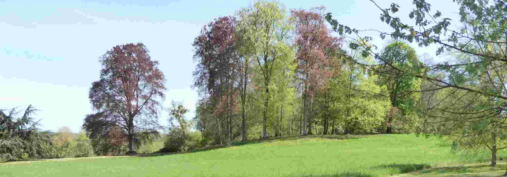 Creating a woodland garden