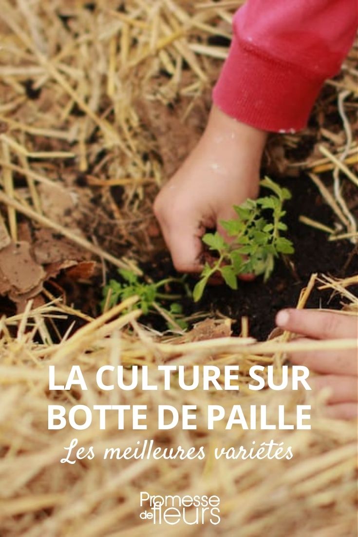 Straw Bale Gardening
