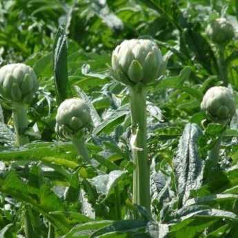 When and how to dry artichoke leaves?