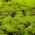 How to get rid of moss in the short grass meadow?