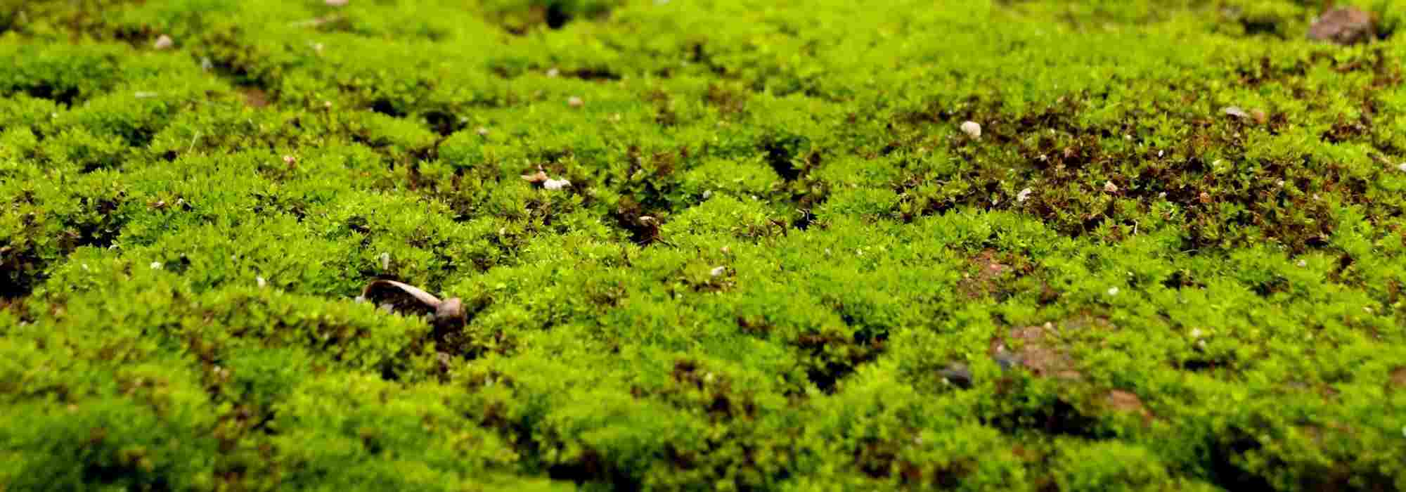 How to get rid of moss in the short grass meadow?