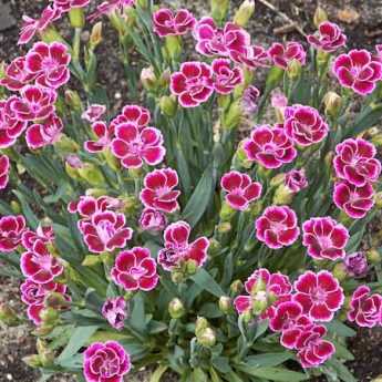 Drying carnations