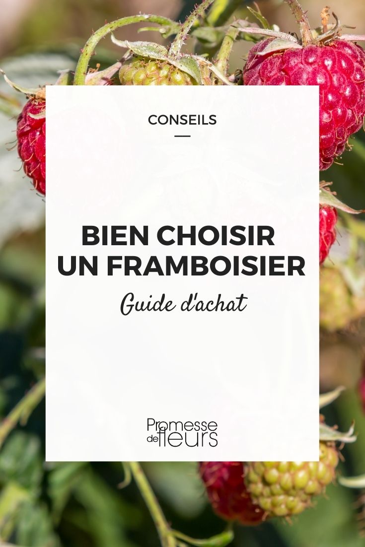 Raspberry Plant Buying Guide Raspberry Plant Buying Guide