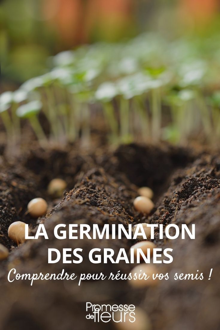 seed germination Seed Germination