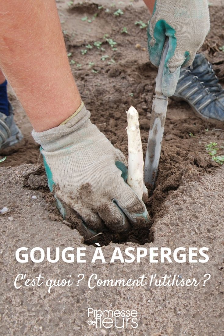 asparagus knife (1)