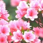 Chinese azaleas: best varieties