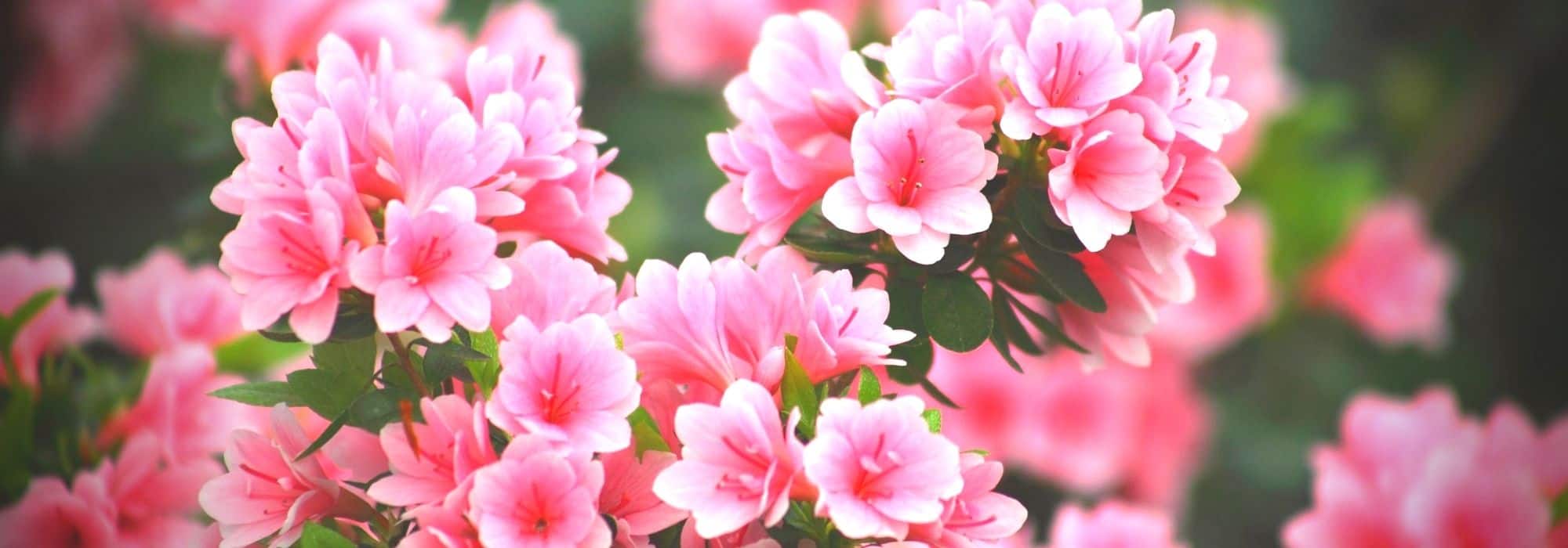 Chinese azaleas: best varieties
