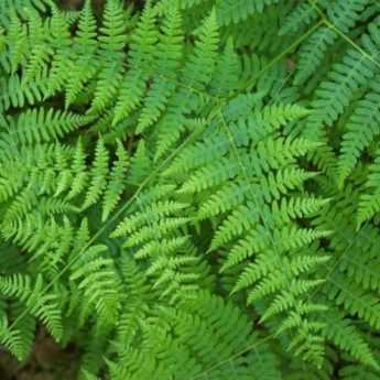 How to Make Fern Manure? Recipe and Uses