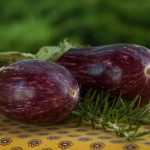 Creating a vegetable garden in Mediterranean regions