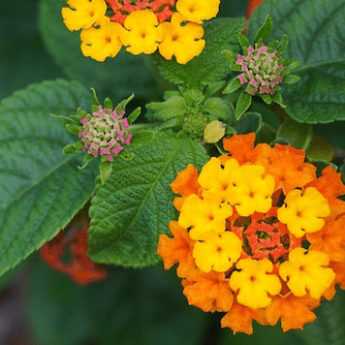 How to take cuttings from a lantana?