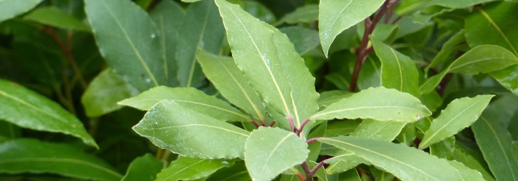 How to grow bay laurel in the garden?