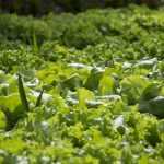 8 fast-growing vegetables