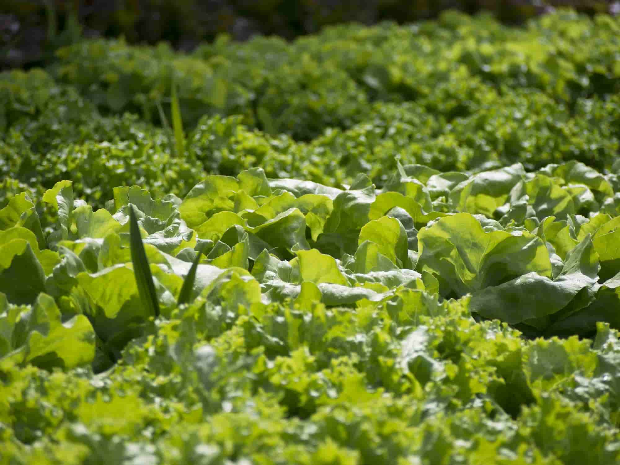 8 fast-growing vegetables
