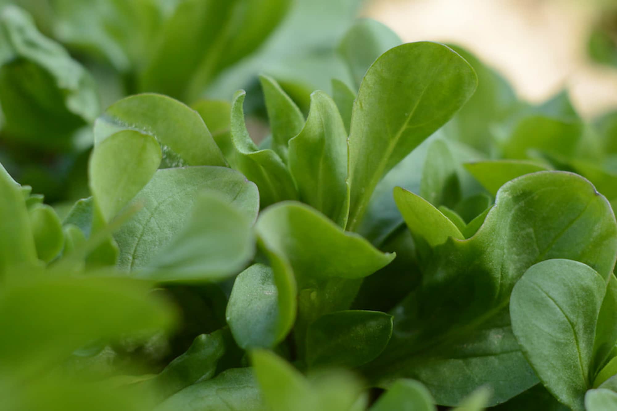 Lettuces to harvest in autumn and winter