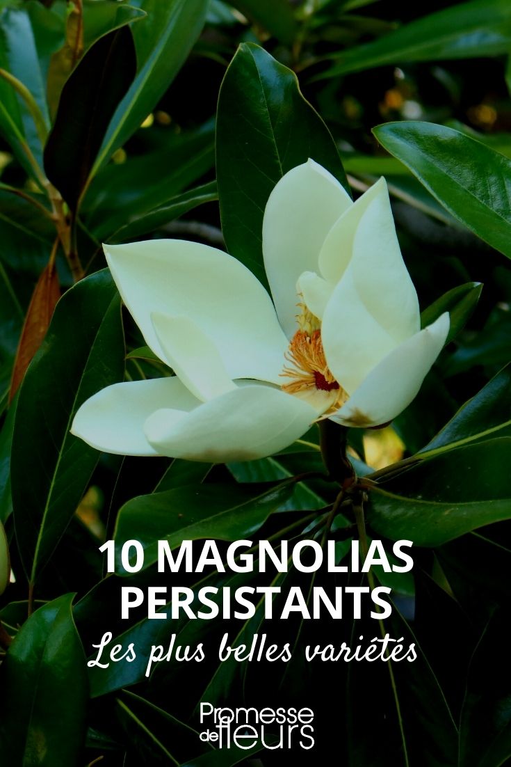 evergreen magnolia magnolia grandiflora