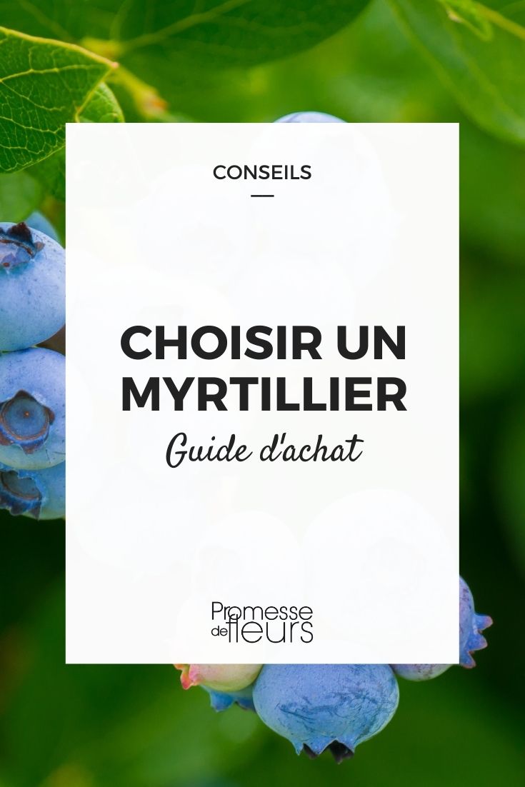 Choosing a Blueberry Bush