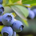 Choosing blueberry bushes